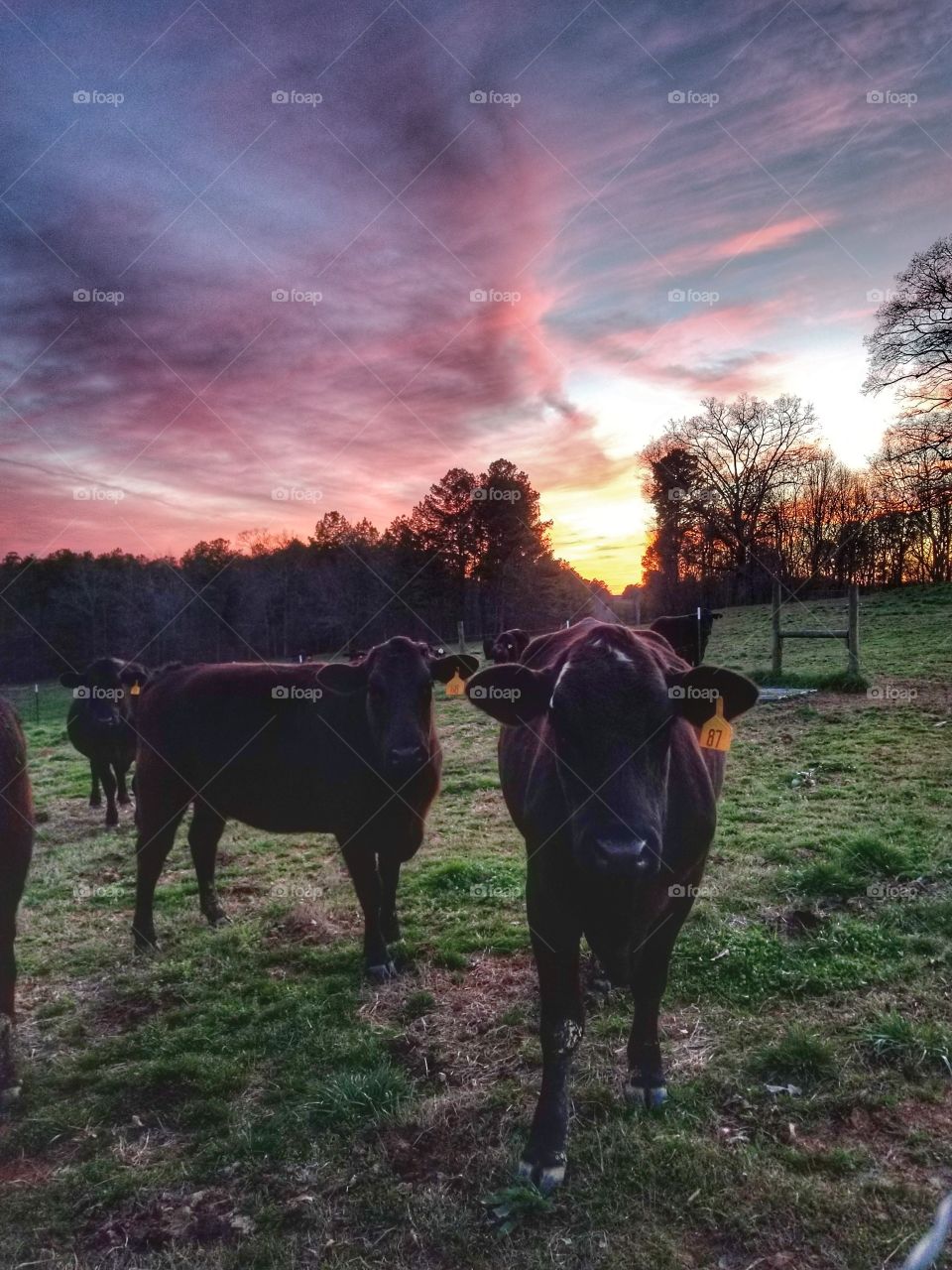 cows come home