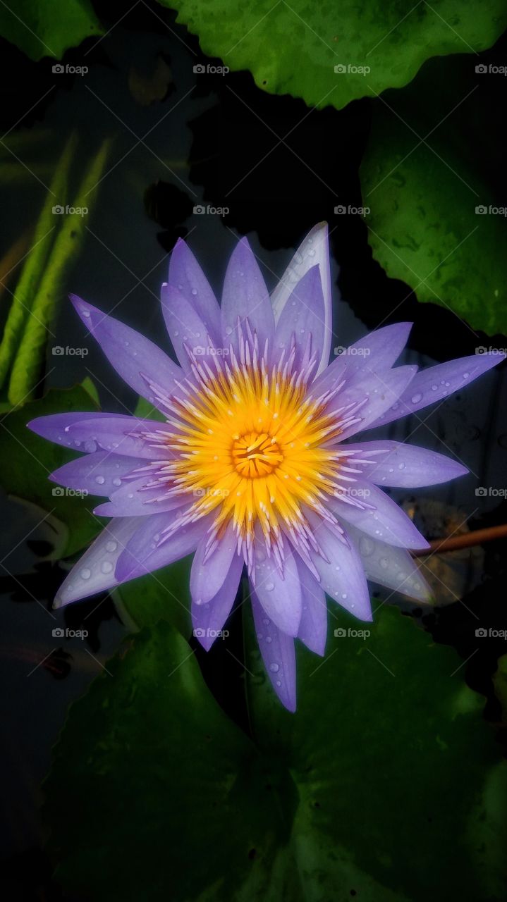Beautiful colorful flower