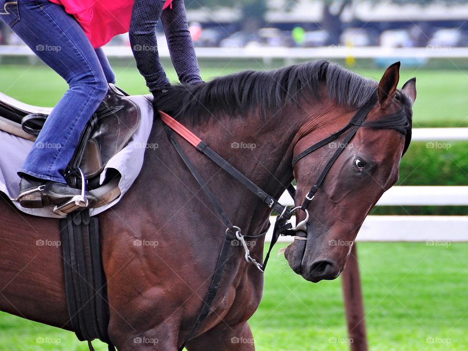 Saratoga Morning Workouts. This powerful thoroughbred has his head bowed after finishing his morning workout at Saratoga. Horses, History & Homes