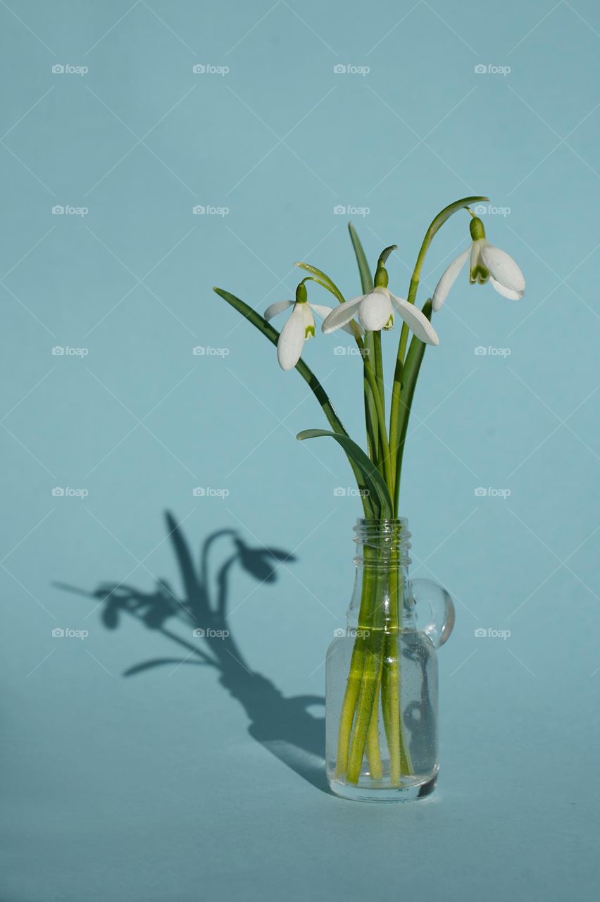 Snowdrops in a vase on a blue background