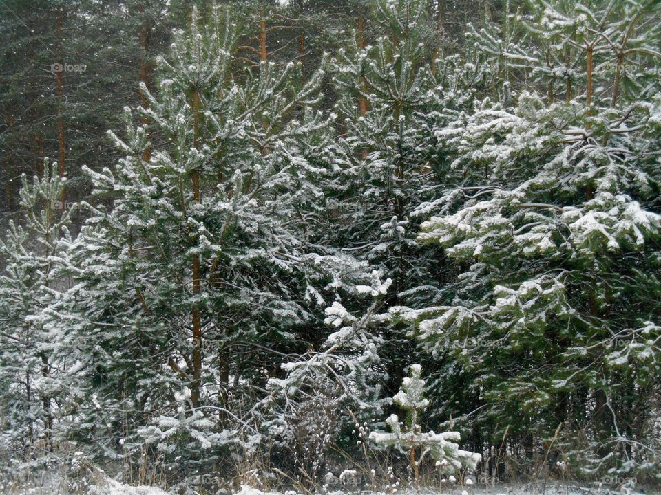 Snow on trees in forest