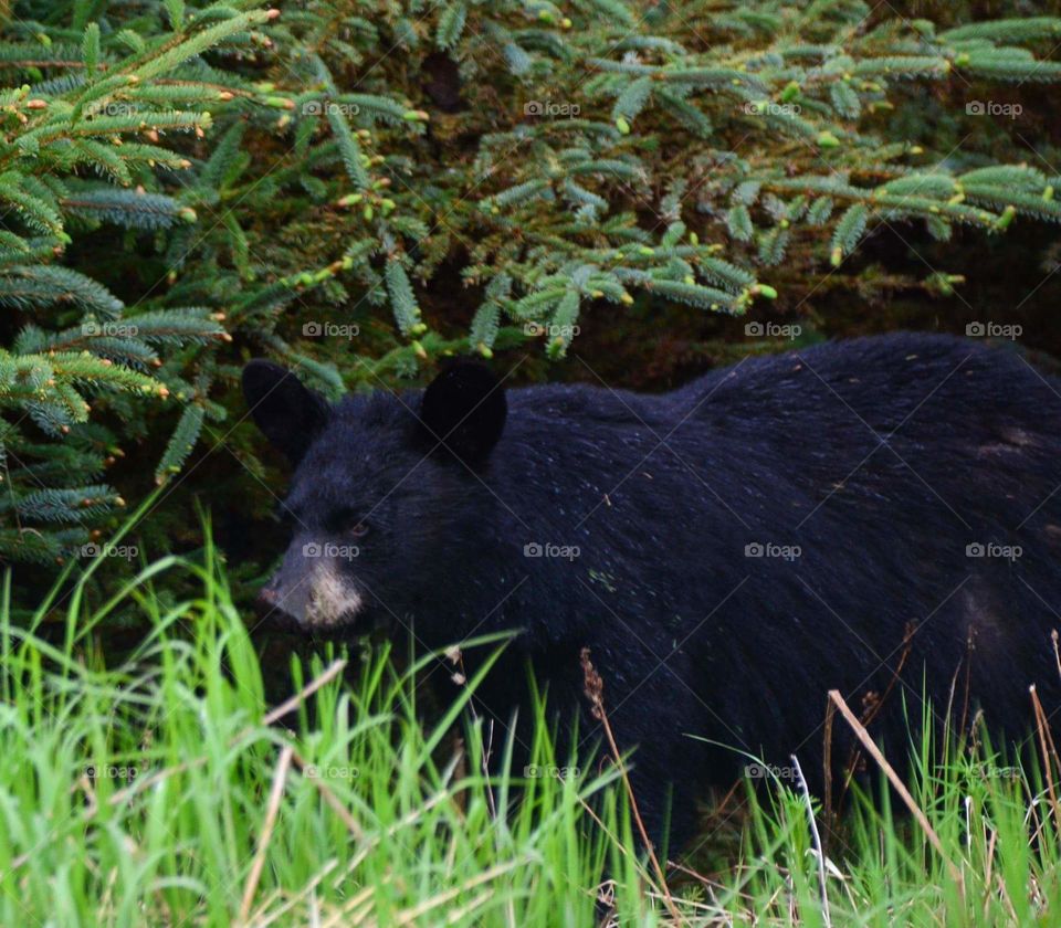 Black Bear in nature