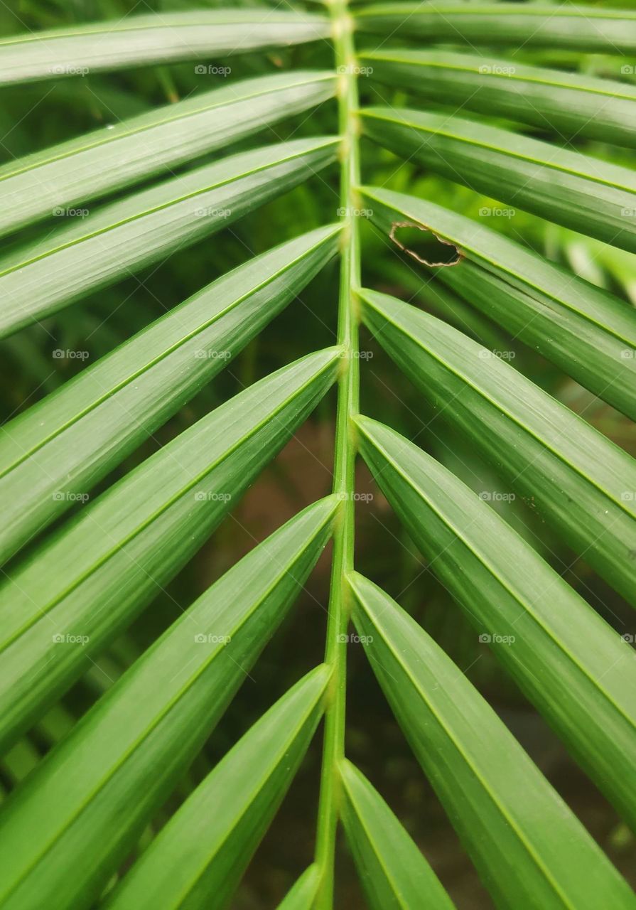 Areca palm leaf