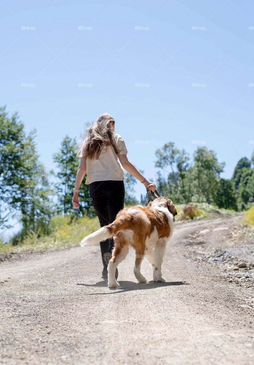 woman walking her st Bernard puppy outdoor, countryside