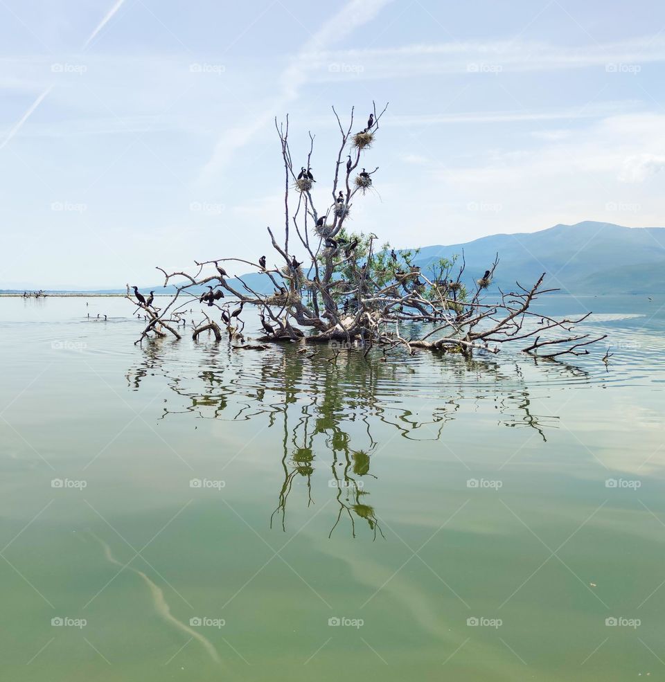 Birds nesting in a lake