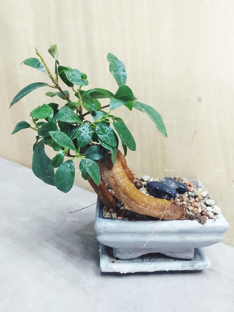 bonsai tree