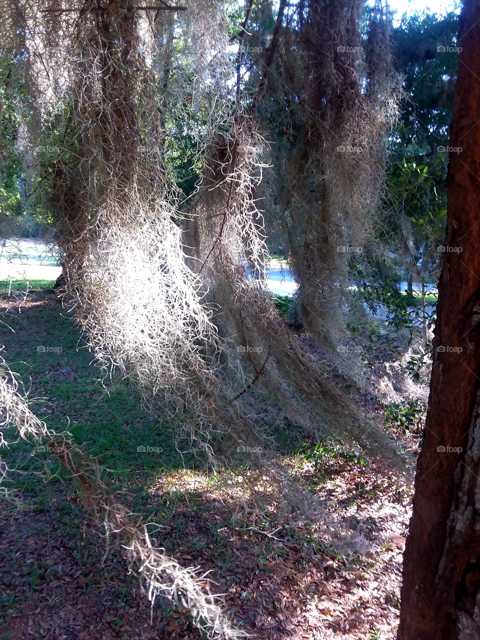 the wind and the sun playing with the moss!