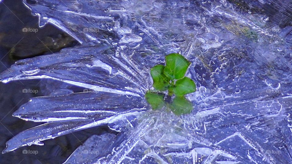 sprout in the ice. nature