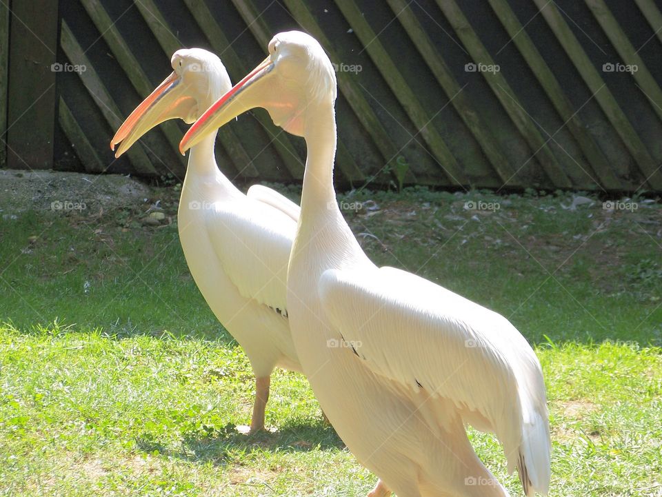 two pelicans white