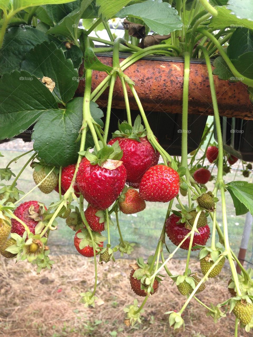 English Summer Strawberries