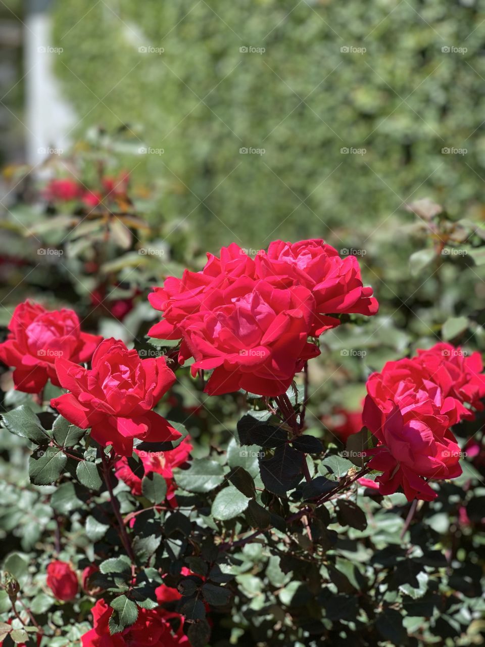 Red roses 