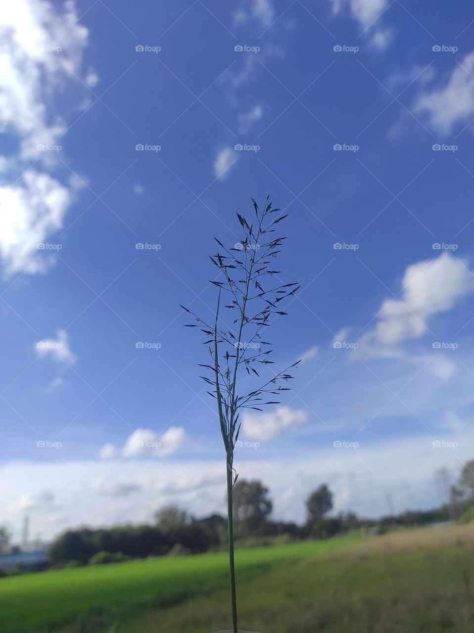 beautiful picture of Eragrostis amabilis is a bunchgrass, in the subfamily Chloridoideae of Poaceae.