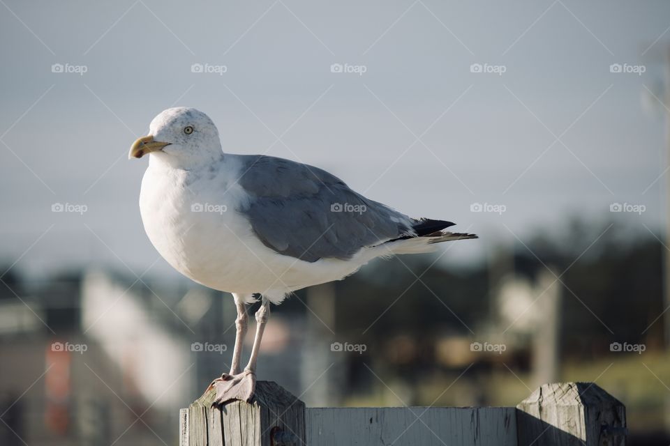 Seagull on a pole 