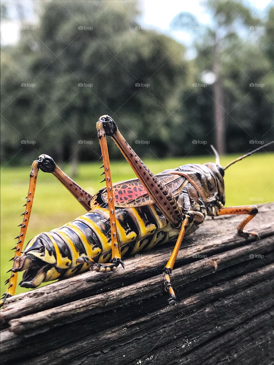 I’m on the fence ... grasshopper observation