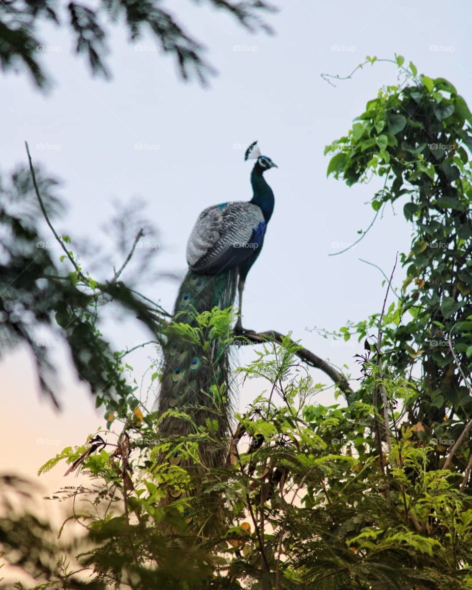 how  much do you like this picture?