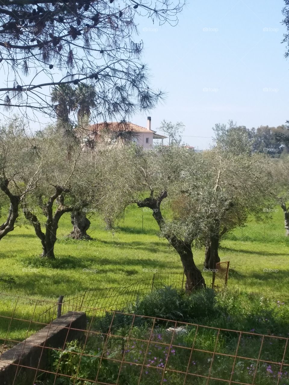 olive trees
