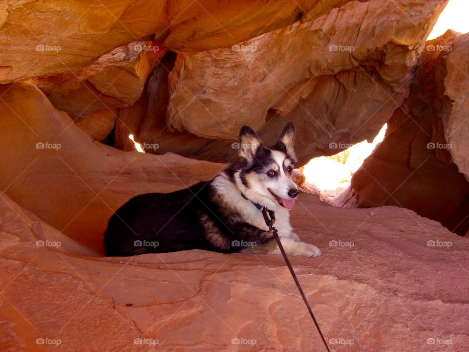 Corgi in Valley of Fire