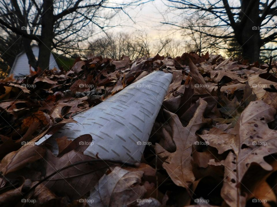 Birch bark in allegan