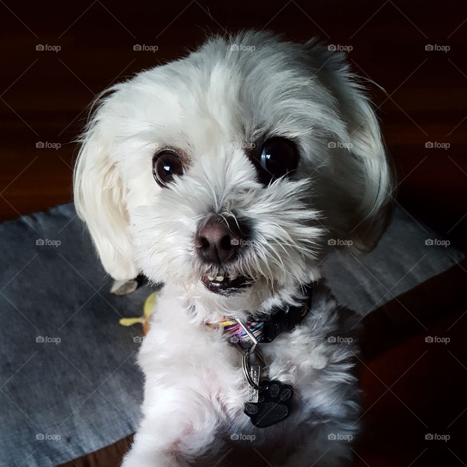 Cute Maltese shitzu dog