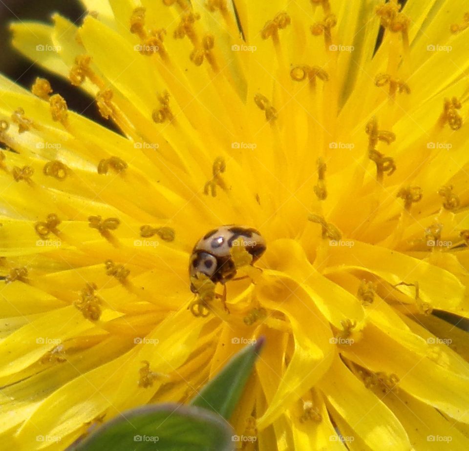 Marienkäfer auf geben Löwenzahn