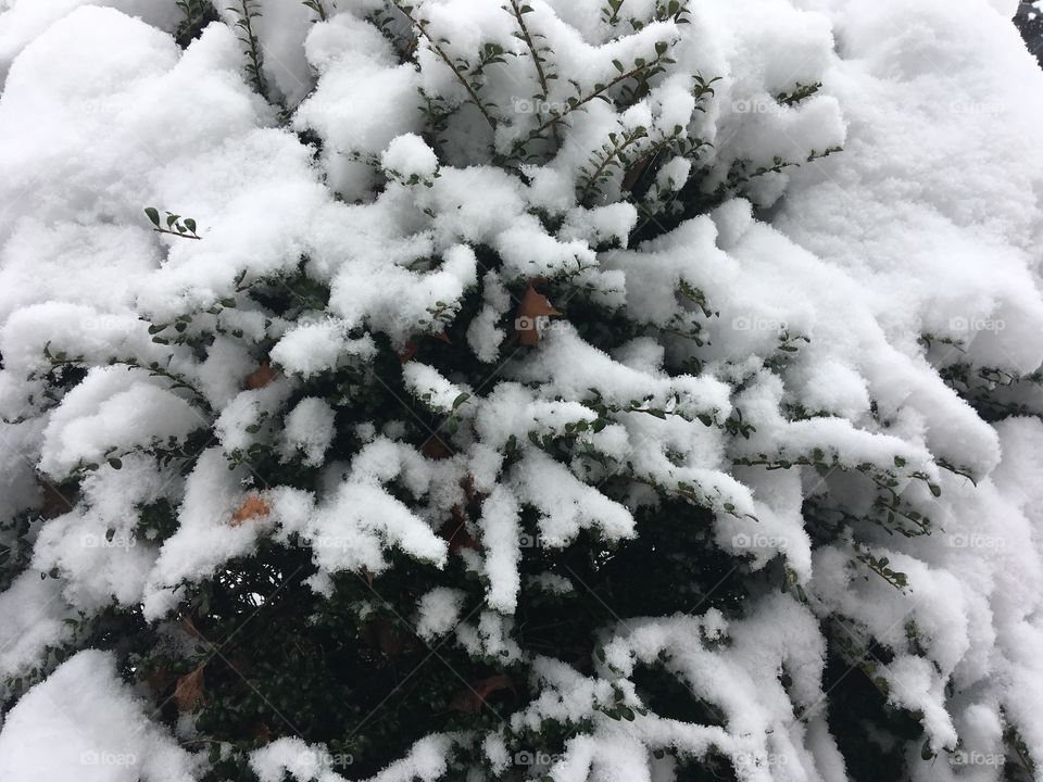 First Snow on Bush