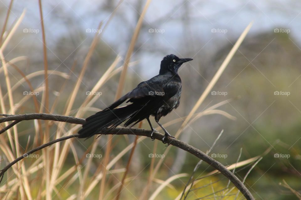 Grackle on a Tree Branch