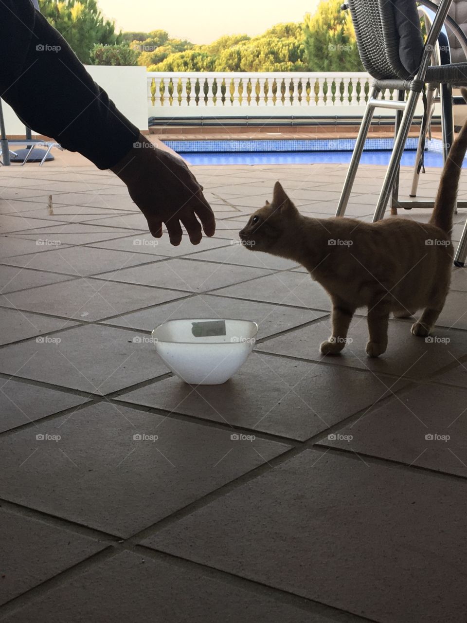 Looking for contact between man and young wild cat