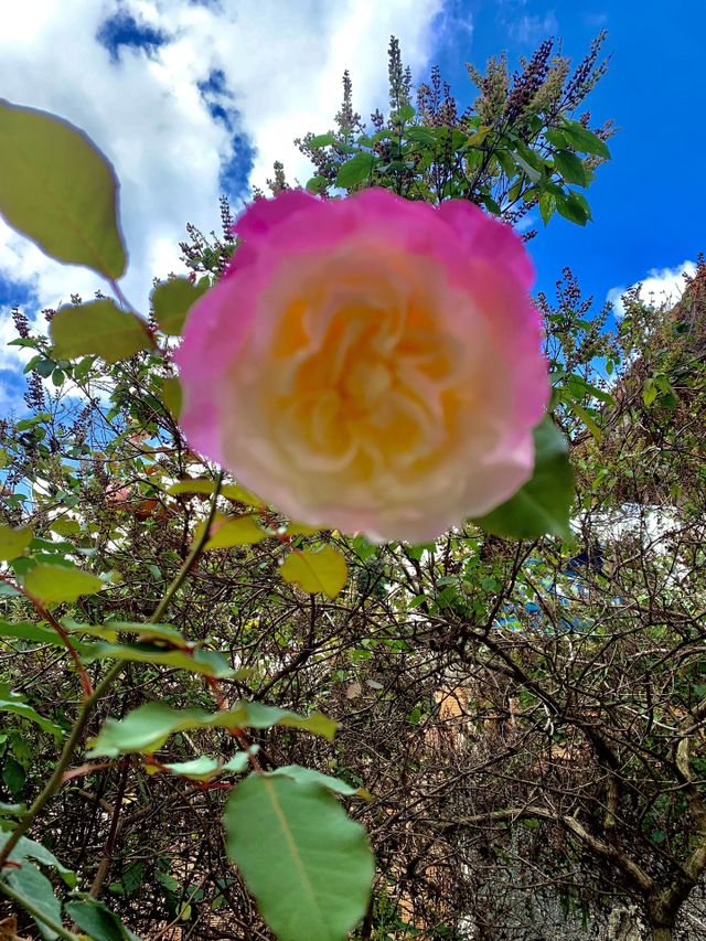 Nature