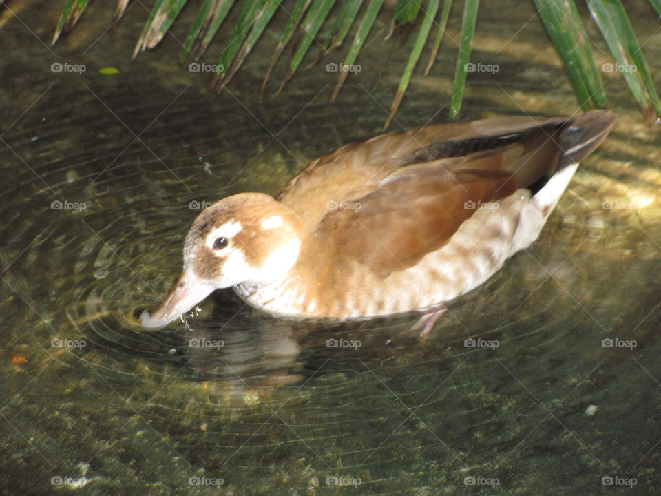 nature water bird swim by danelvr032708