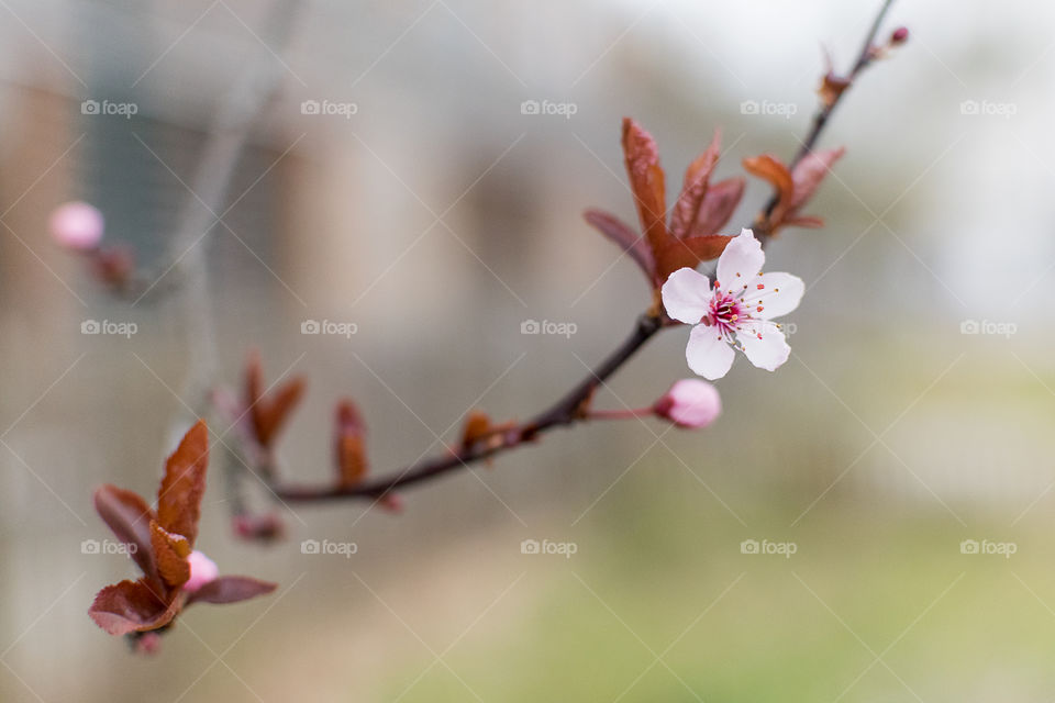 Cherry blossoms