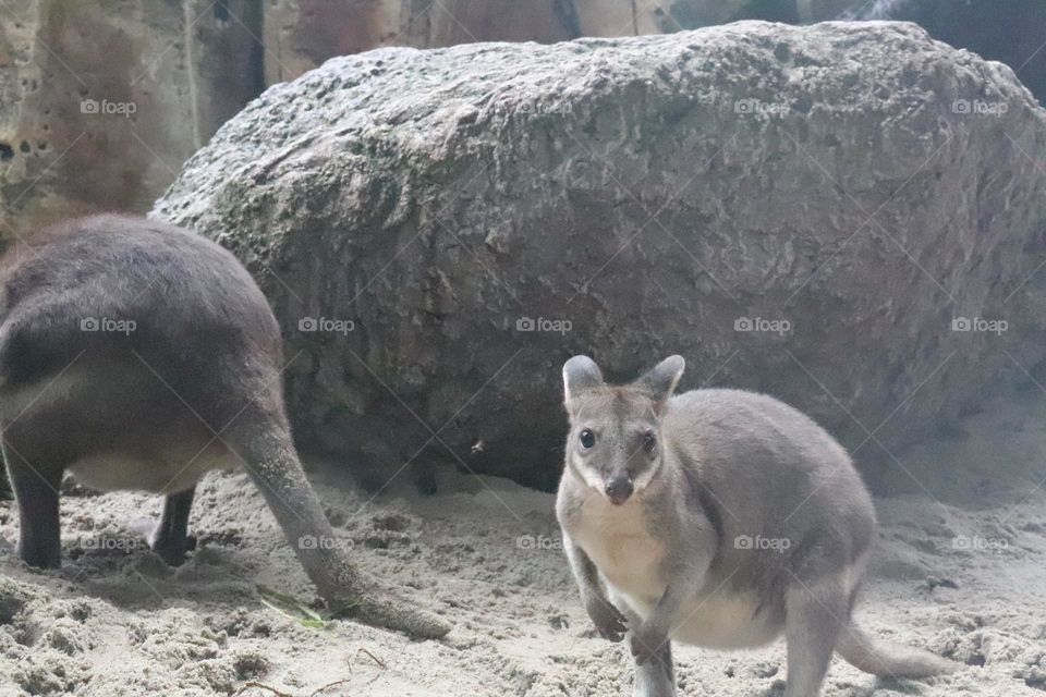 wallaby playing on the sand