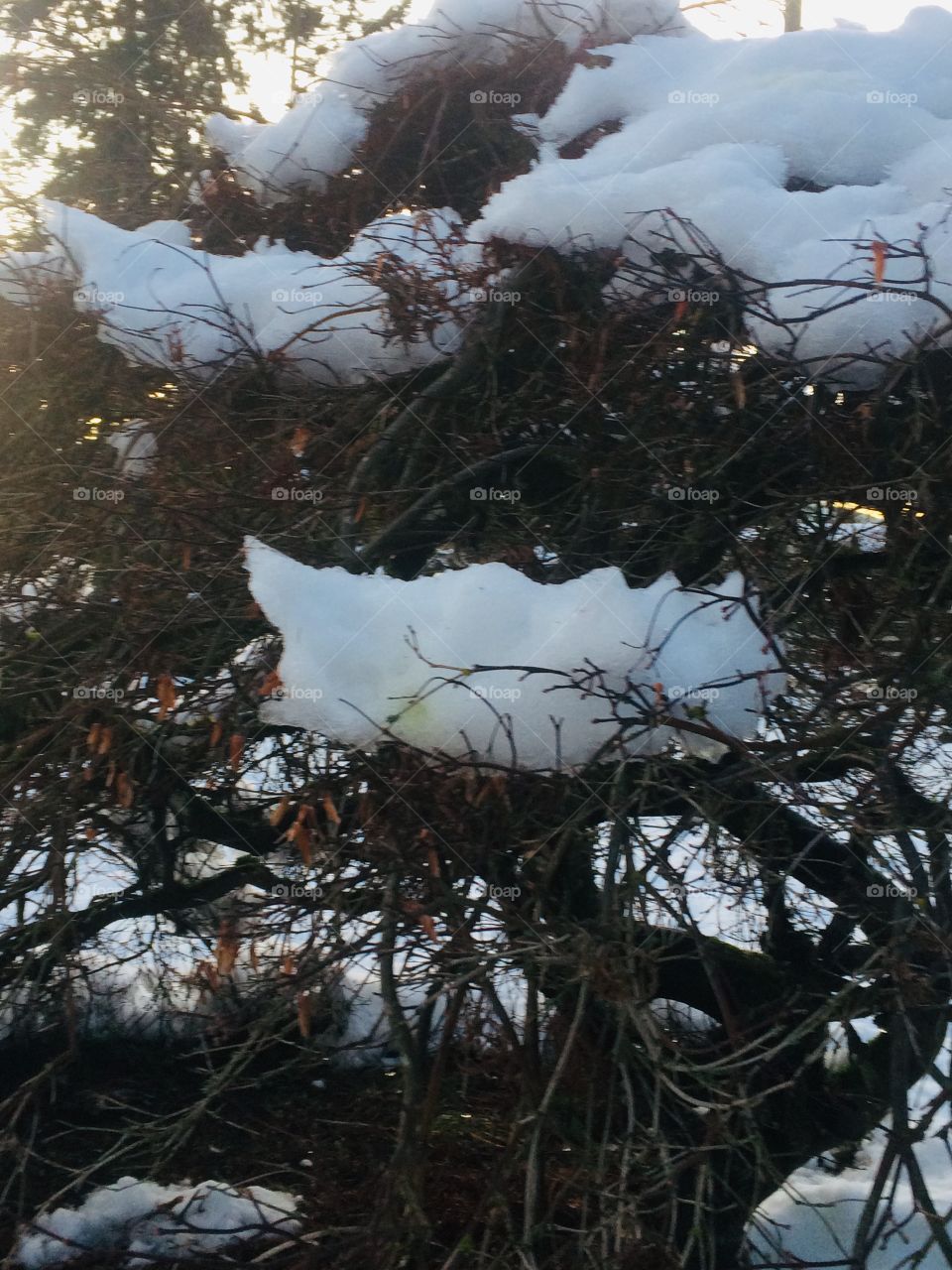 Snow on branches