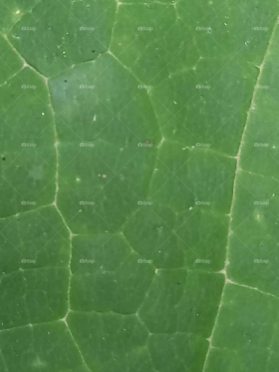 green texture