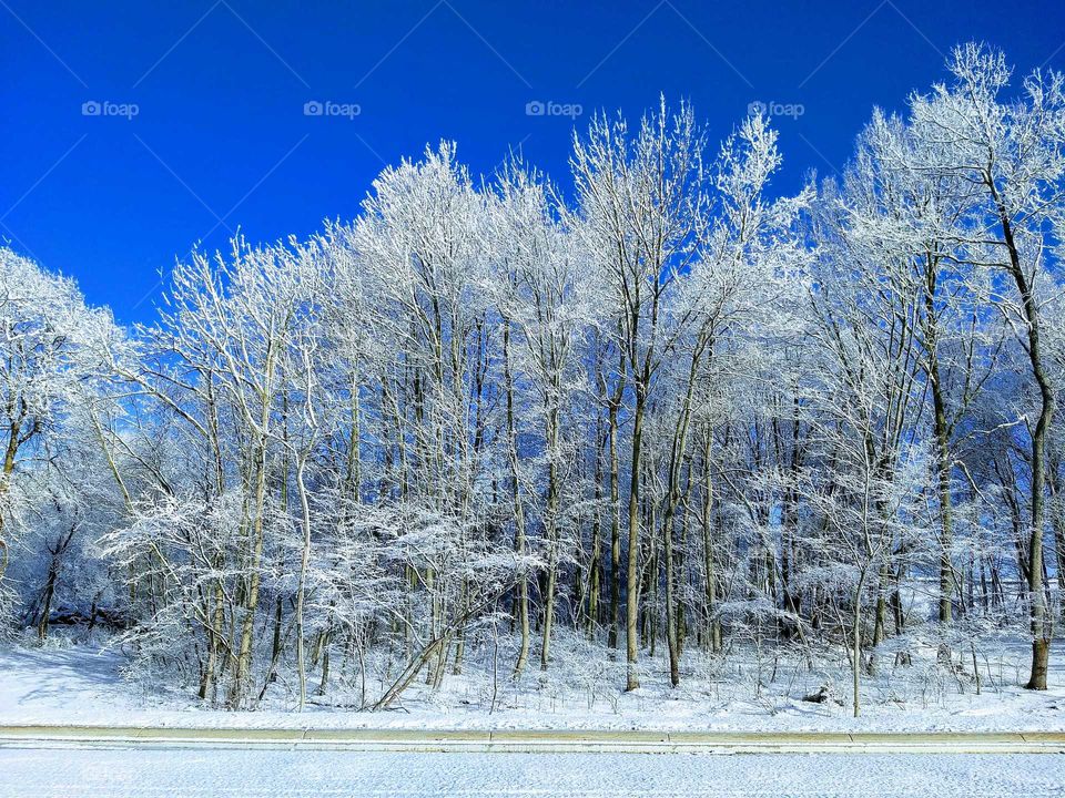 snow on every branch...