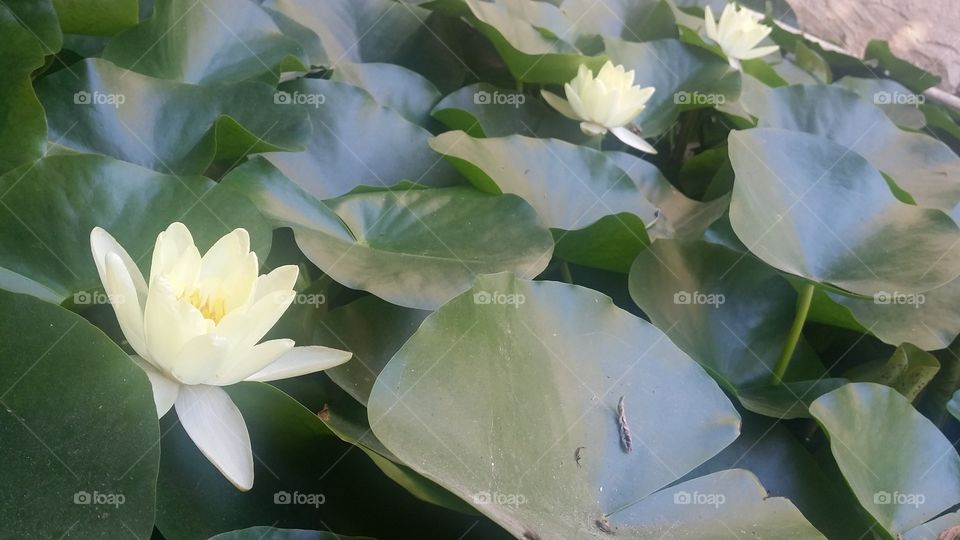 Water lillies