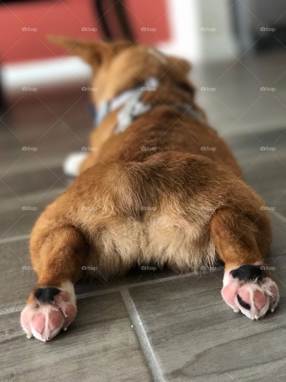Corgi Butt