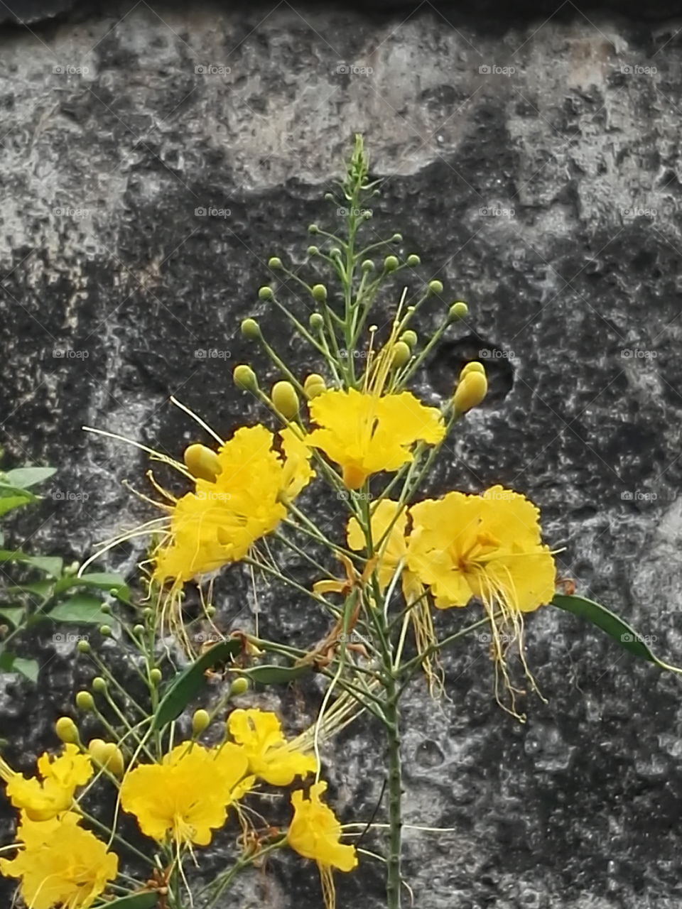 flores amarillas.