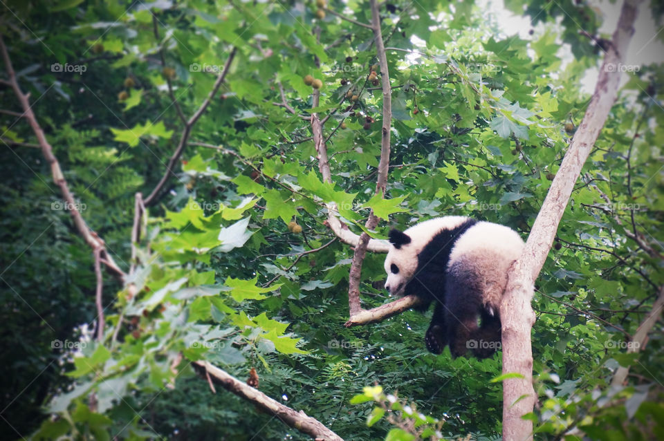 Tibet. Panda