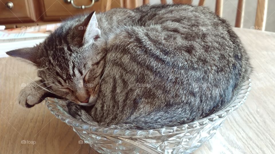 Cat in a Bowl.