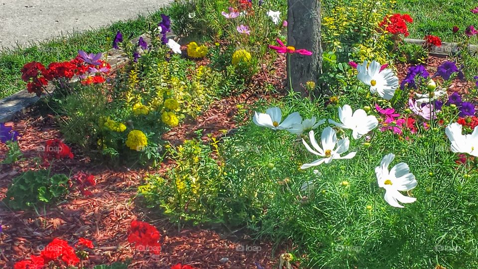 Summer Flowers. Pretty Flower Patch