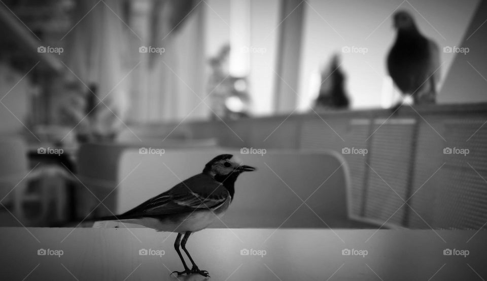 White wagtail and pigeon.