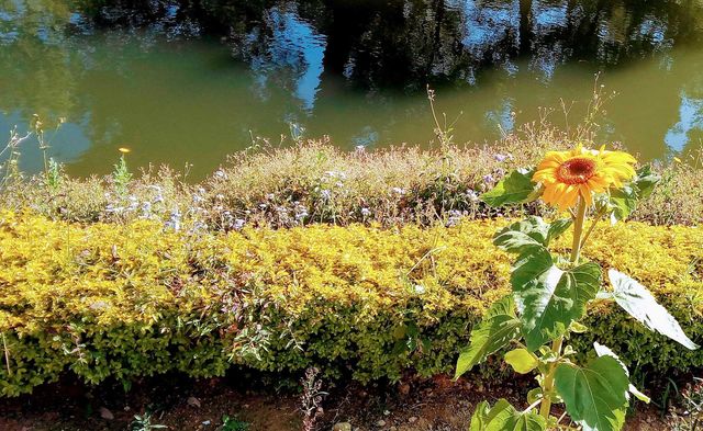 water and flowers