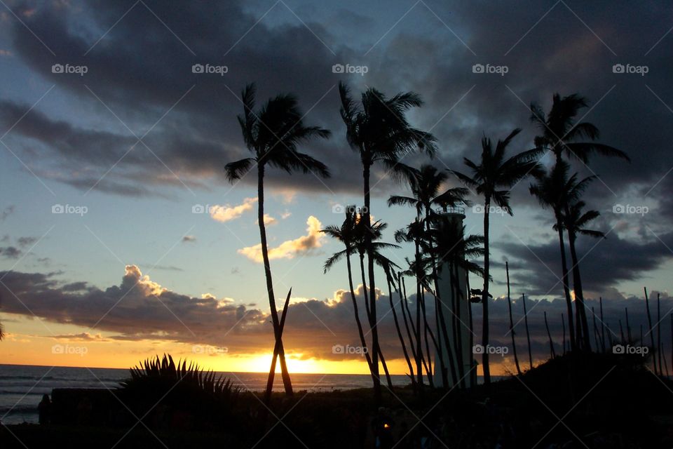 sunset palm trees sky