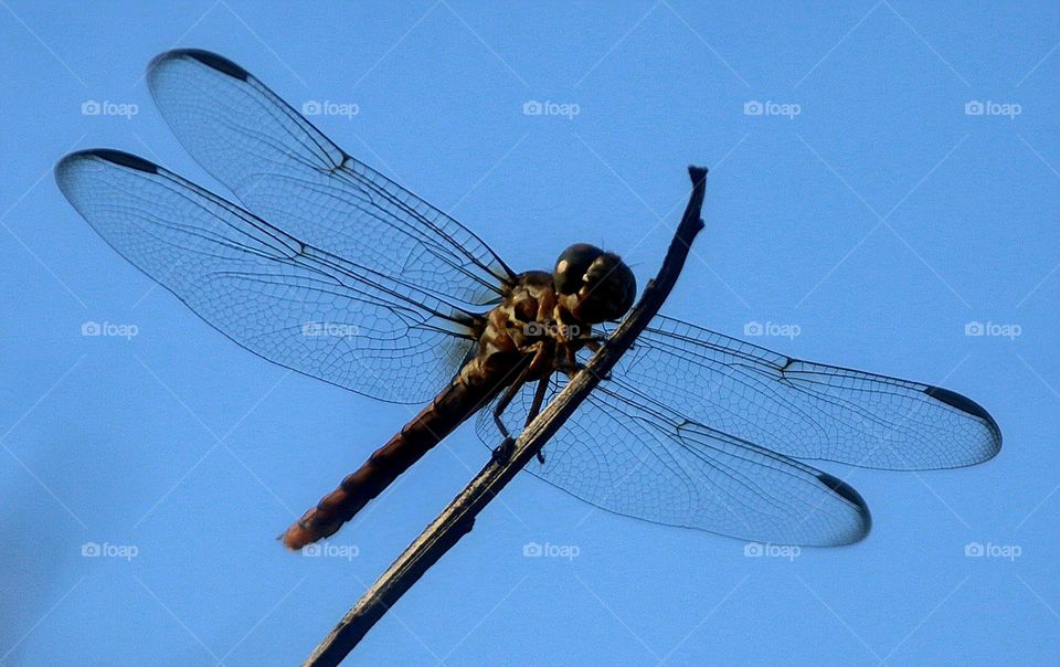Intricate Wings of a Dragonfly