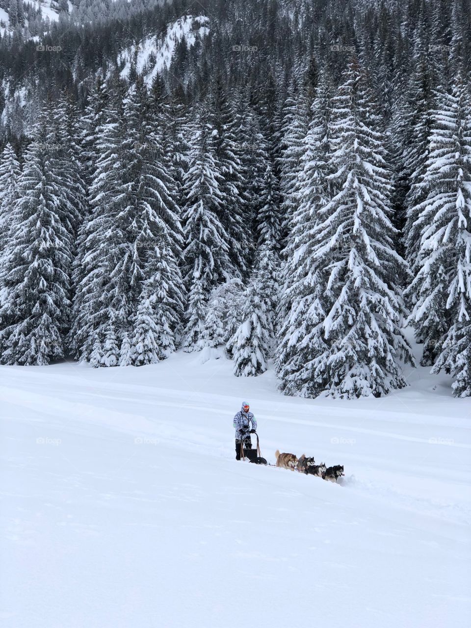 Mushing into French alps