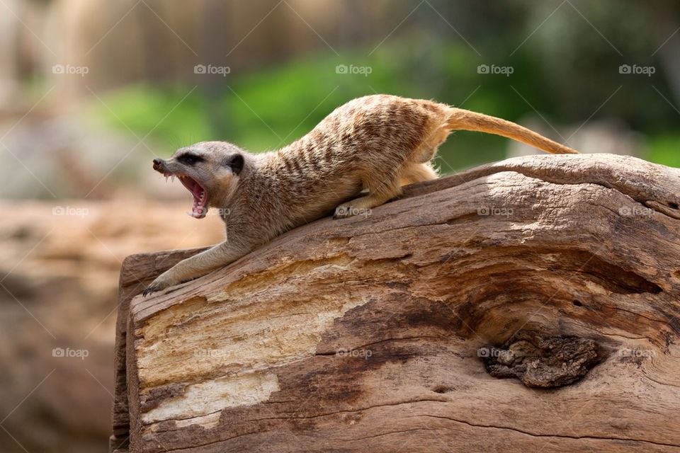 Lemur yawning on wooden log