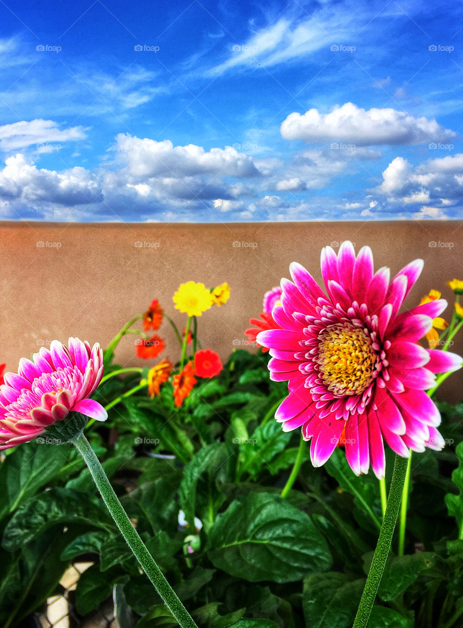 Flowers growing in a walled garden
