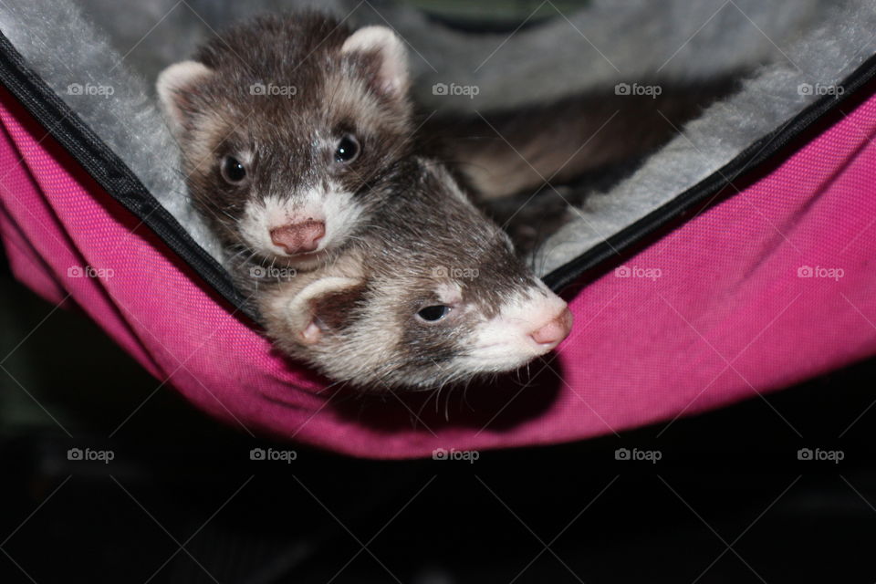 Doc and Maggie’s Bond; Our ferrets curled up together in there pink hammock