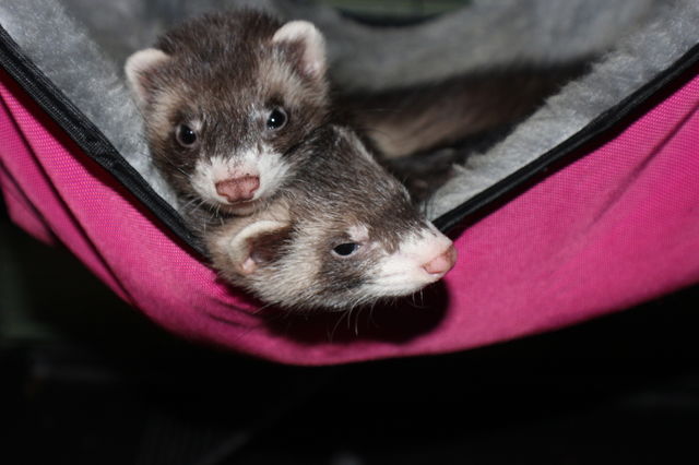 Doc and Maggie’s Bond; Our ferrets curled up together in there pink hammock