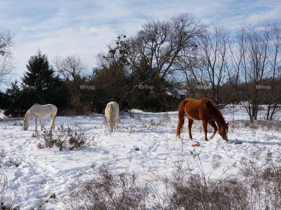 Horses Grazing a Snowy Pasture